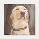 Search for bird hunt magnets Dog