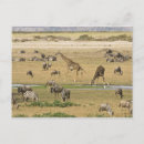 Recherche de gnou posters Faune