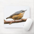 Recherche de oiseaux chanteurs tapis souris Photographie de la faune