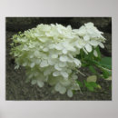 Recherche de hortensia posters Fleurs