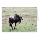 Search for wildebeests Animals