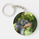 Recherche de minitures Chiot