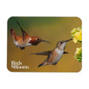 Search for ornithology magnets Hummingbird