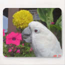 Search for cockatoos mousepads Parrots