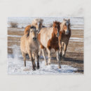 Recherche de troupeau de cheval cartes postales Ranch
