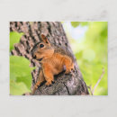 Search for squirrel business stationery Nature
