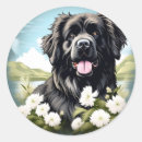 Search for newfoundlands stickers Pet