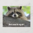 Search for funny raccoon sayings Wildlife