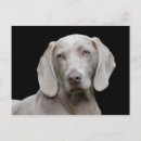 Search for weimaraner postcards Pet