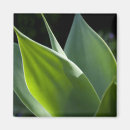 Recherche de madère magnets Funchal