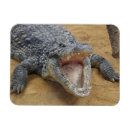 Recherche de crocodiles magnets Reptiles
