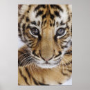 Search for tiger cubs posters Animal