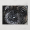 Search for teeth postcards Pets
