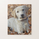 Recherche de chiot labrador puzzles Chasse