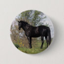 Search for thoroughbred buttons Bob langrish