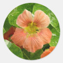 Search for colourful flowers stickers White
