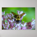 Recherche de pollinisateur art Nature