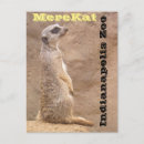 Search for excavate postcards Animal
