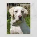 Recherche de sportif cartes postales Mignon