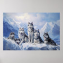 Search for husky posters Animal