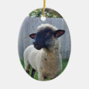 Search for sheep ornaments Pet