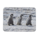 Recherche de penguin magnets Île des neiges