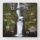 Recherche de colombes horloges Nature