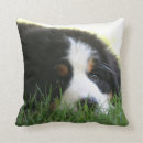 Search for bernese mountain dog pillows Bmd