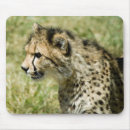 Recherche de guépards tapis souris Faune