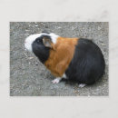 Recherche de caillou cartes postales Animal