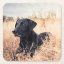 Search for black labrador coasters Outdoors