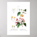 Recherche de pommier posters Fruit