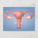 Search for physiology postcards Female likeness