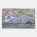 Search for cottontail rabbit stickers Bunnies