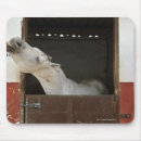 Search for stable mousepads Animal