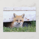 Search for wild fox postcards Canada