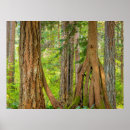 Search for cedars Washington
