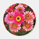 Search for mums magnets Photography