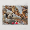 Recherche de otarie posters Faune