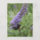 Recherche de abeille fleur cartes postales Bourdon