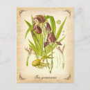 Search for bulb vertical postcards Botanical