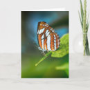 Recherche de striped vœux cartes Rayé