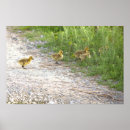 Recherche de oiseau de bébé posters Oiseaux