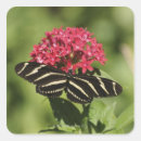 Search for zebra longwing Flower