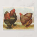 Recherche de perdrix cartes postales Vintage