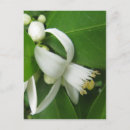Search for orange blossoms postcards Green
