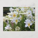 Recherche de salutations de pâques cartes postales Fleur