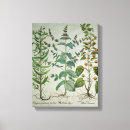 Search for herb canvas prints Plants