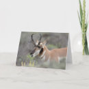 Search for pronghorn cards Wyoming