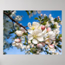 Search for crab apple Blooms